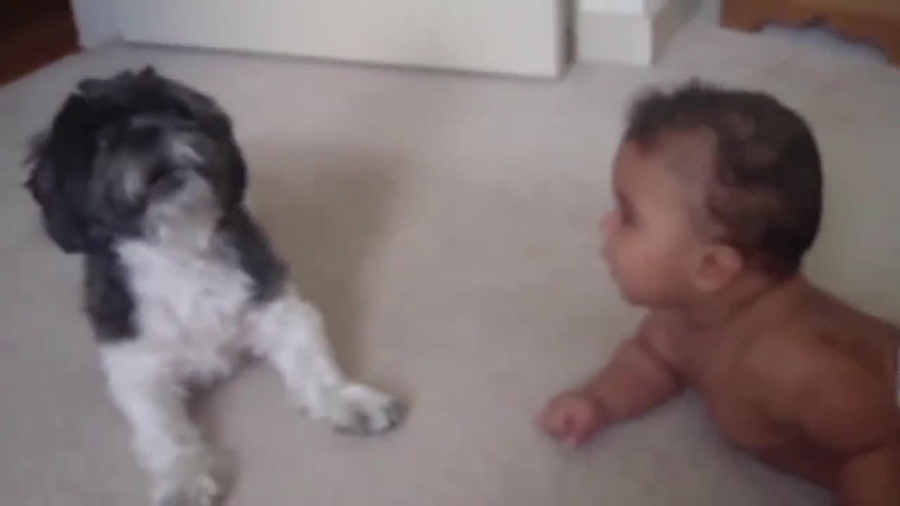 Funny and smart dog 11