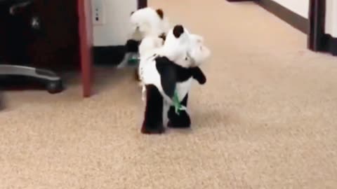 Cute panda dog, do you like it