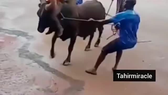 Funny animal attack video