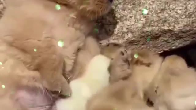 Funniest & Cutest Dog Videos That Make Your Day Better