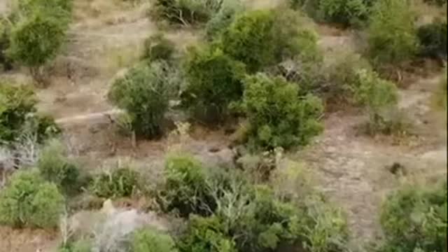 The whole pack of wild dogs hunted a peck of hyena..