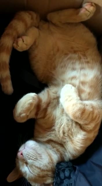 Who is trying to wake me up? Let me sleep please.