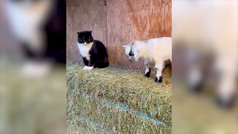 Best Funny Animal Videos 2022 😂 - Funniest Cats And Dogs Videos