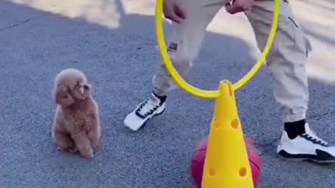 Funny DOG training