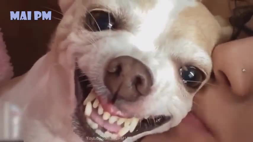 Funny Dog Videos 2020 Laugh watching these cute puppies