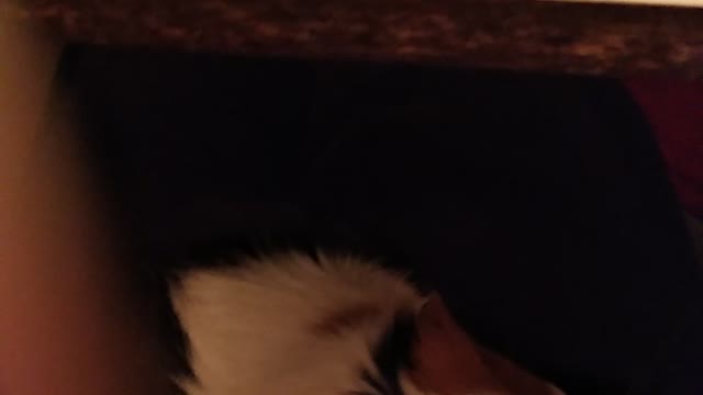 guinea pig drinking water