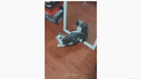 funny videos with cute and fun pets.