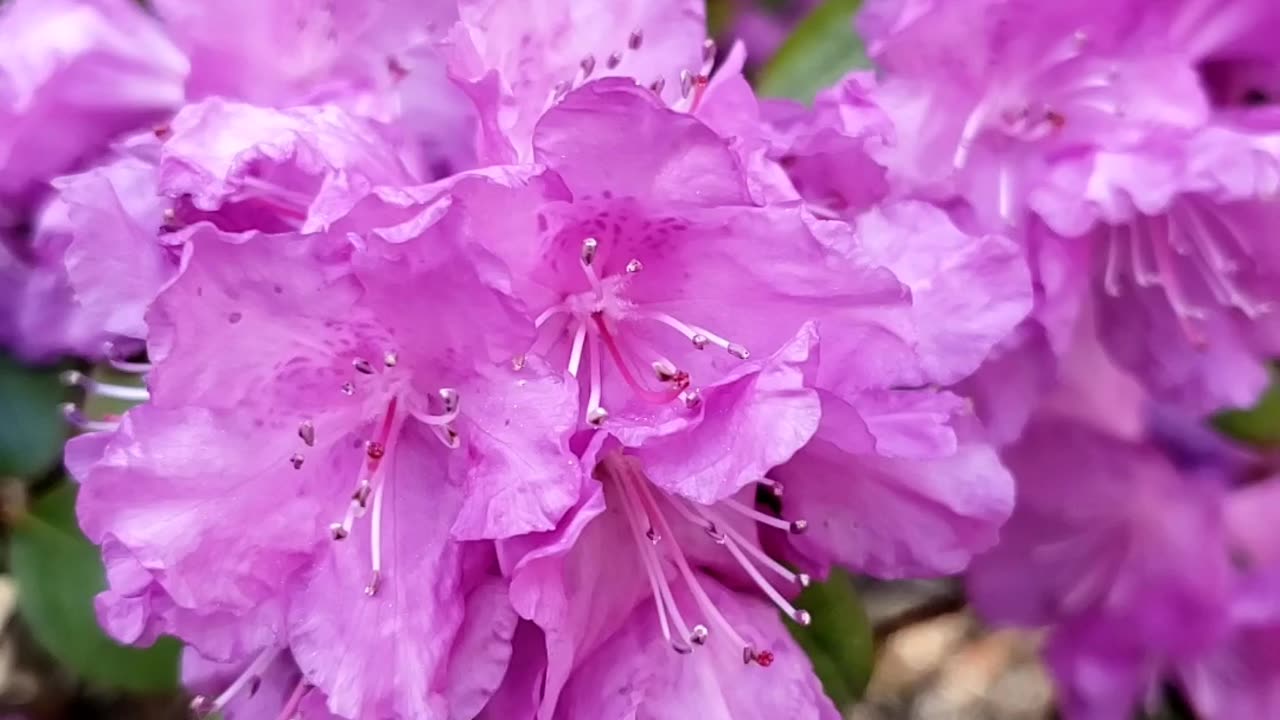 Azalea Flowers in Spring 2023