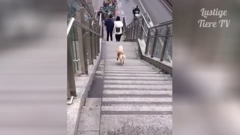 Best Funny Cats and Dogs comp. LOL :)