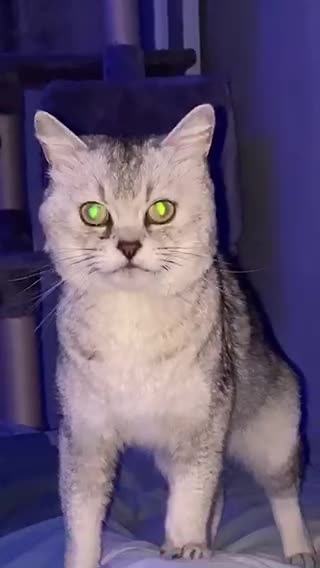 I'm trying to sleep " NoOoOoO"😼