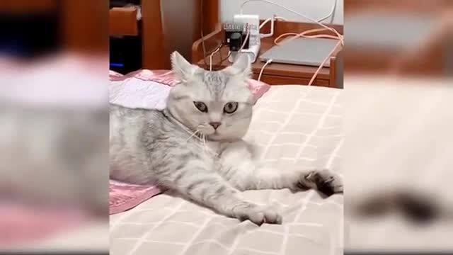 Adorable and funny baby cats video