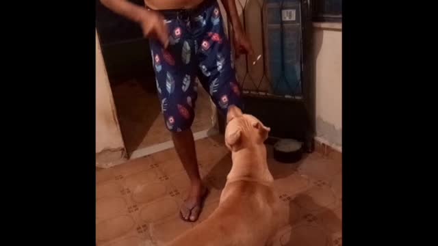 Dog training at home