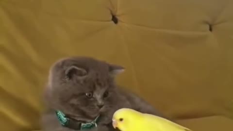 Adorable kittenwith bird cute scene