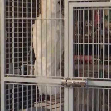 Talking Animals: Bird Barks Like a Dog