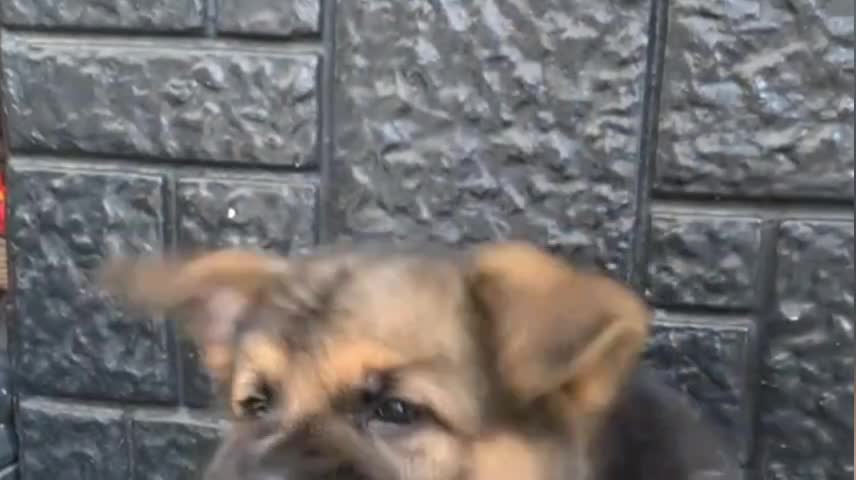 Funny animals.
