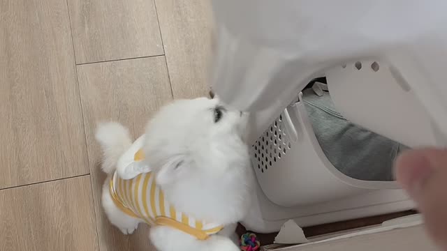 Baby puppy changing to the dryer