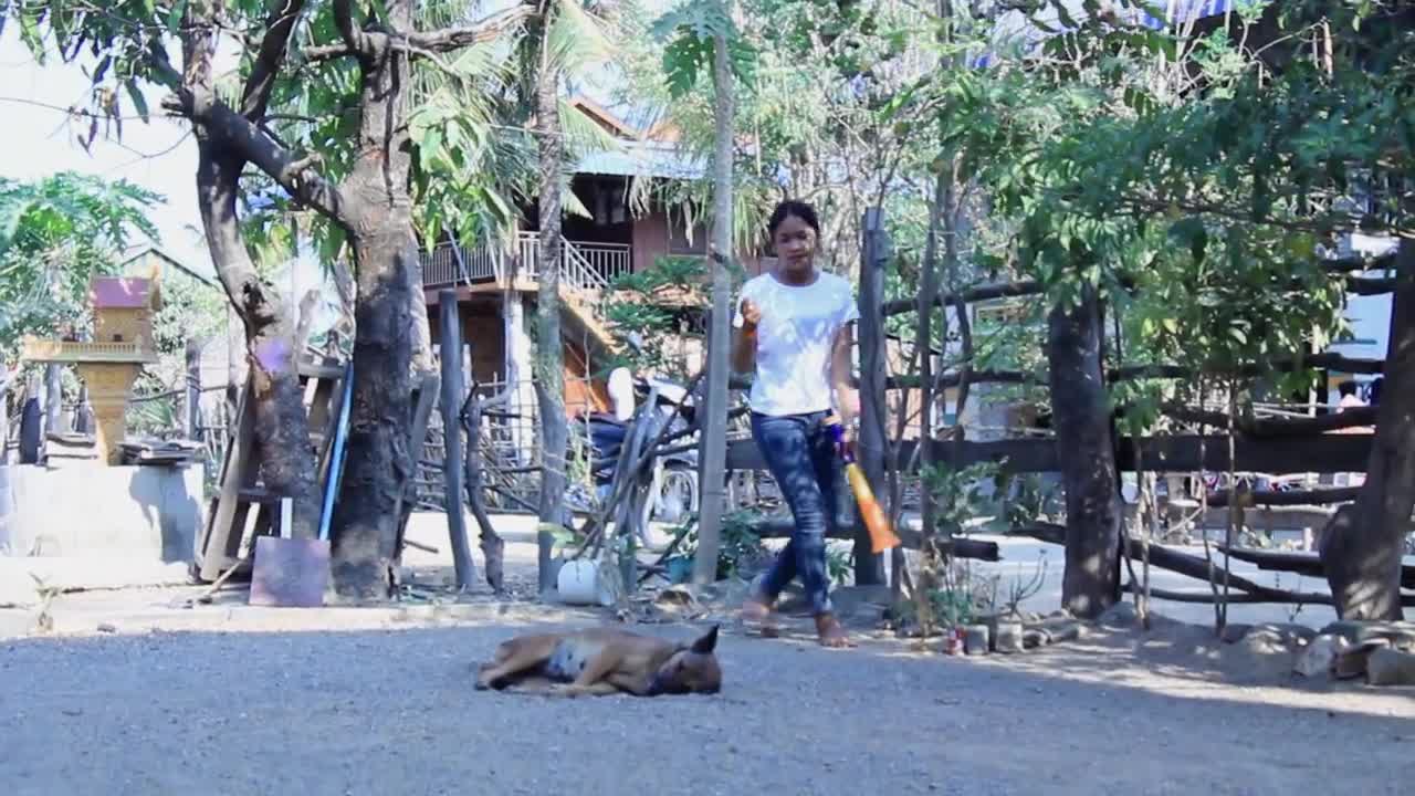 Funny troll dog