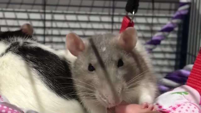 Rat kisses