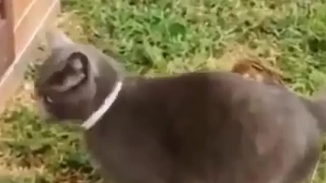 Cat play with a small squirrel