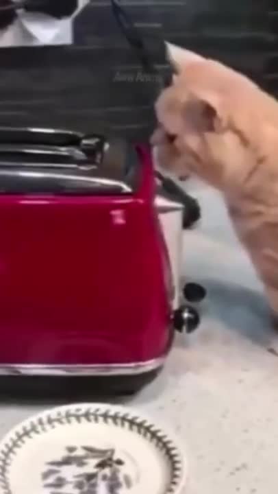 cute little cat interested anything makes you laugh!