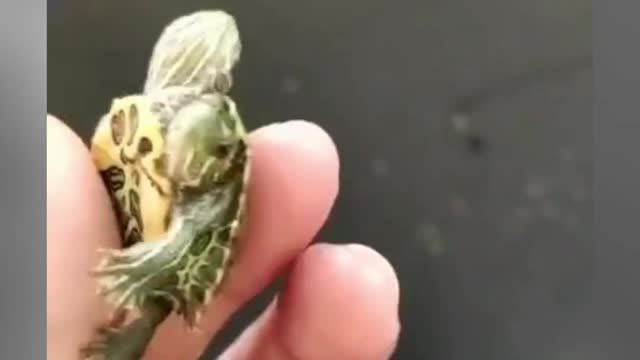 Have u ever seen turtle with 3 heads amazing video😱😱😱😱😱😱