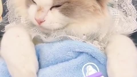 Cute Cat Sleeping Short Video