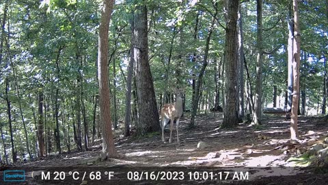 The Woods – 08/17/2023