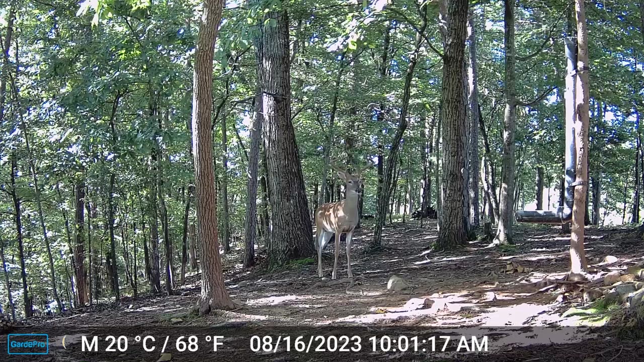 The Woods – 08/17/2023