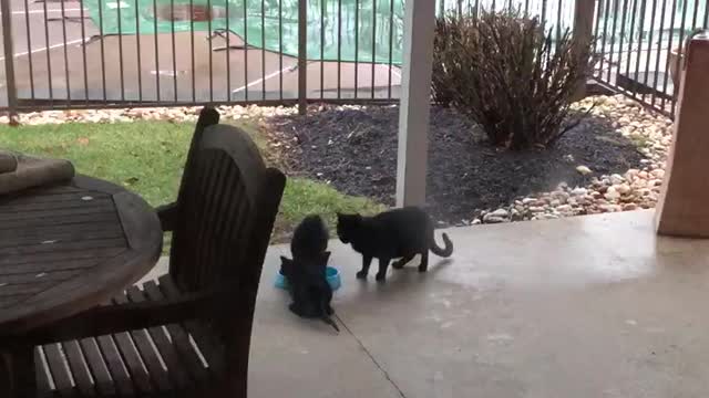 Ebony the feral cat had kittens.