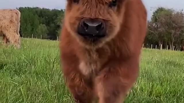 __ Fluffy Highland Cow Baby -- __ Cute Baby Animals in the World -- __ _shorts