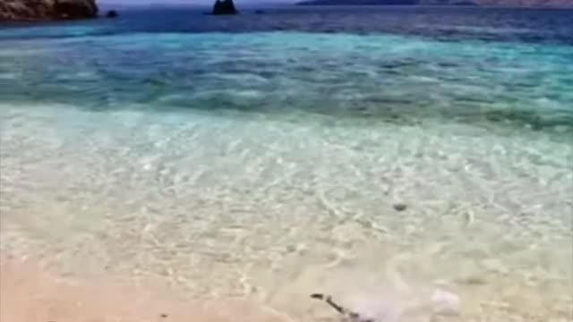 Animals video