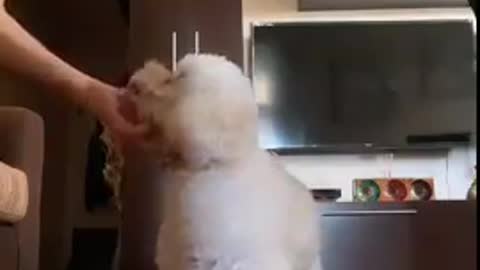 Cute dog video