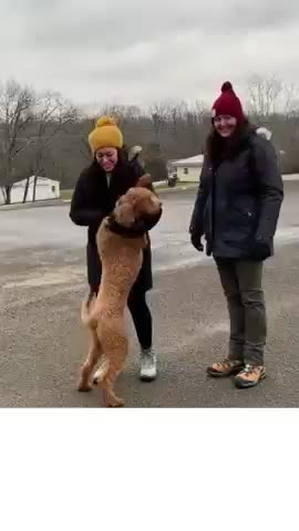 Animals Reunited With Owners AFTER YEARS! TRY NOT TO CRY #shorts