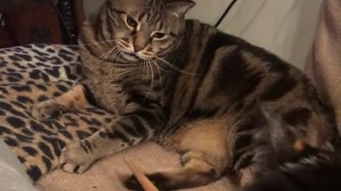 A big funny cat is playing with a stick