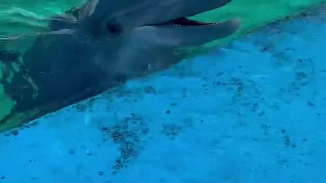 nonreleasable#dolphin#chrome#giggles