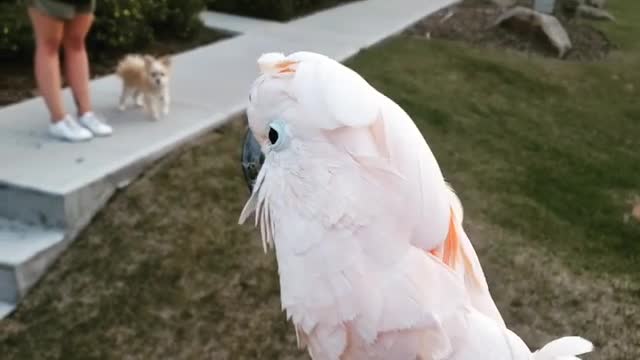 Funny Cockatoo Parrot Video