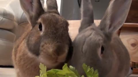 Two Cute Rabbits Eating Vegetables