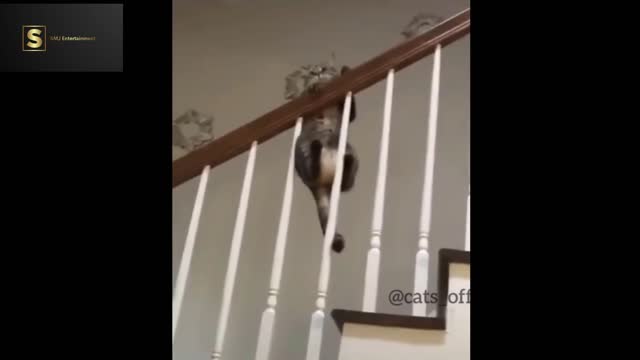 Best funny cat videos | Funny videos of 2022.(part 2)