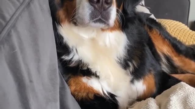Funny Funny dog prank videos funny animals 😆😂