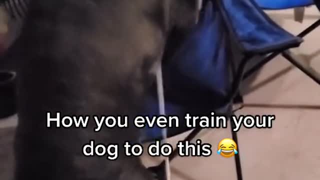 How you even train your dog to do this 😂