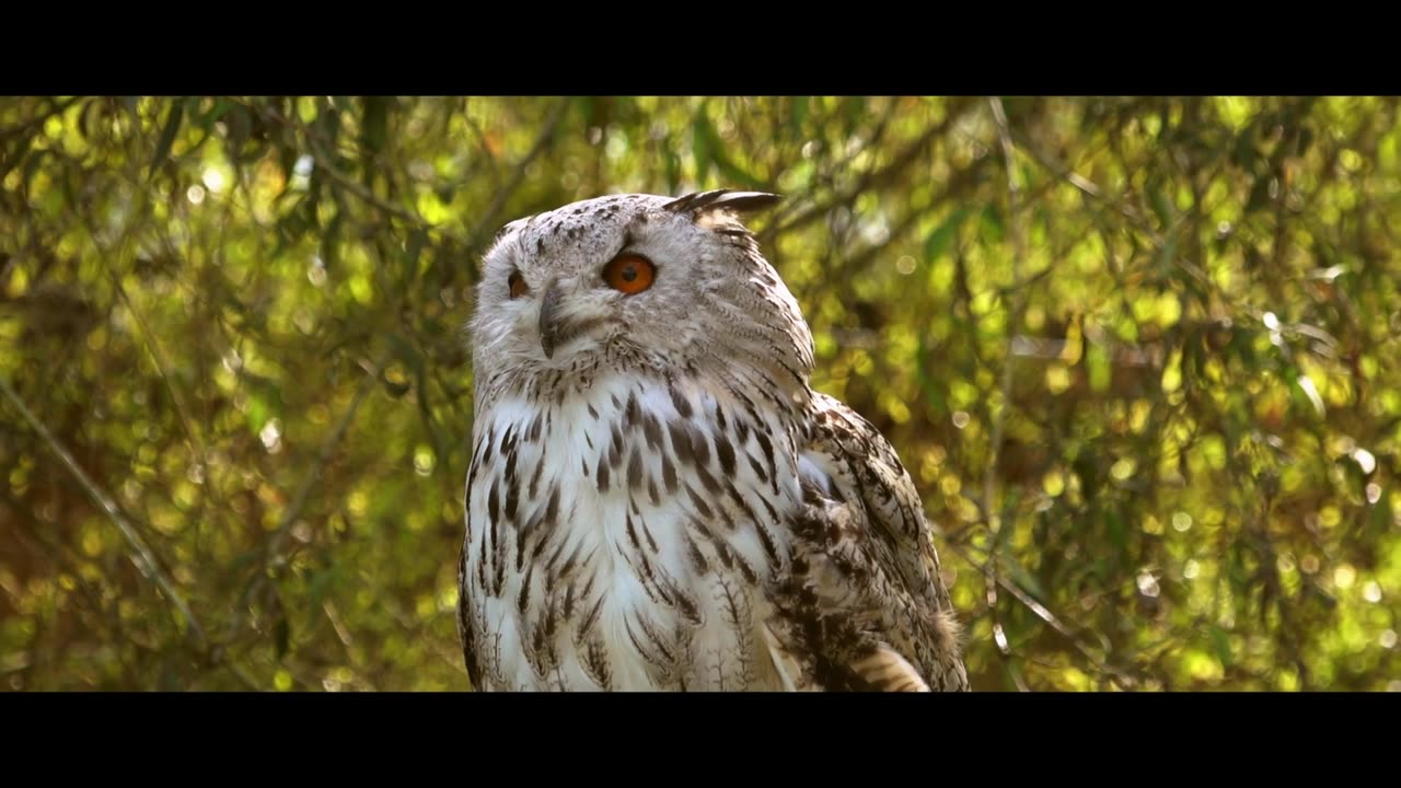 Owl Bird Plumage