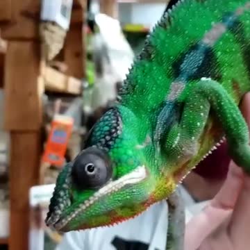 Panther Chameleon aka Furcifer pardalis