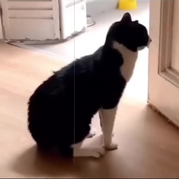 funny animals try not to laugh impossible not to laugh.