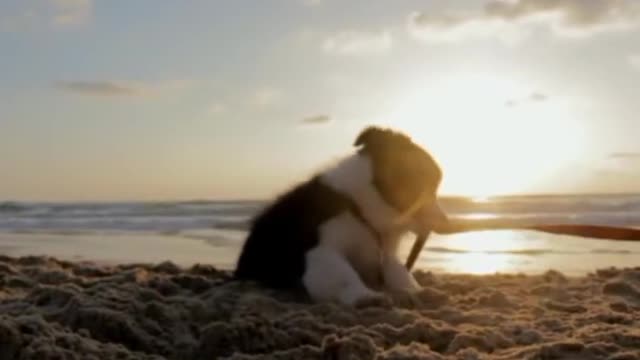 Cutest Dog Video, Must Watch, dog on beach