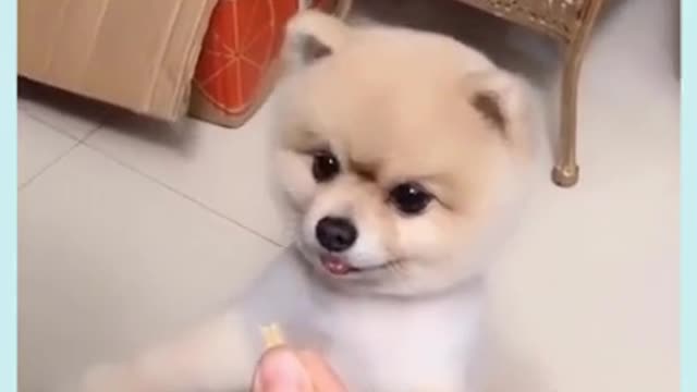 cute small puppy😍 🥰 😘........#shorts