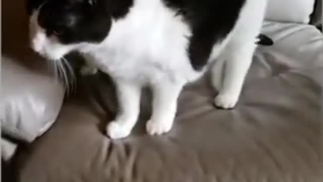 Funniest pets Cat And Dogs 😂 Funny Animal Videos