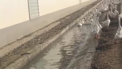 Geese life