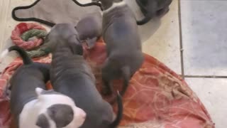 Correct American Bullies