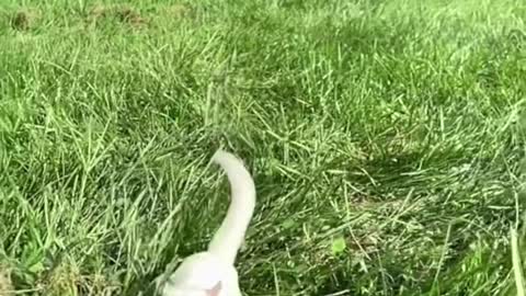 Cute And Funny Animals - Adorable!