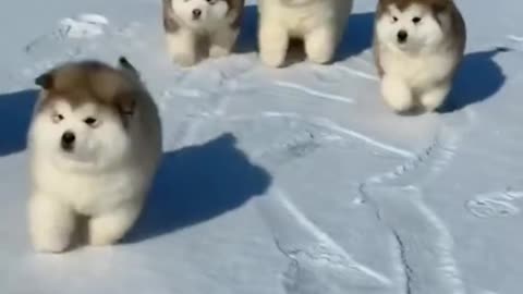 Cute funny littel puppy